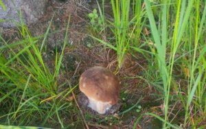 Приятная новость для грибников: появились белые грибы