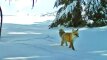 Kalifornijoje užfiksuota reta rudoji Siera Nevados lapė