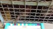 Būsima „Youtube“ sensacija: orangutangas groja ksilofonu-pianinu, ūdros - sintezatoriumi