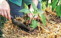 Šiaudų patale – ankstyvesnis derlius