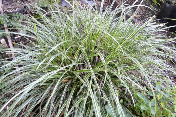 Žvilgiosios viksvos (Carex morrowii) 'Ice Dance' veislė pasižymi baltakraščiais lapeliais.