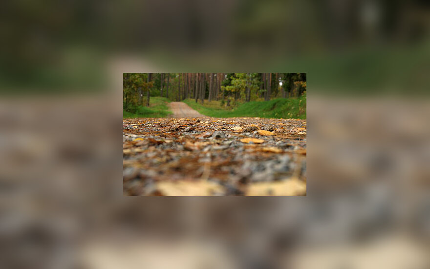 Miškas, medžiai, kelias