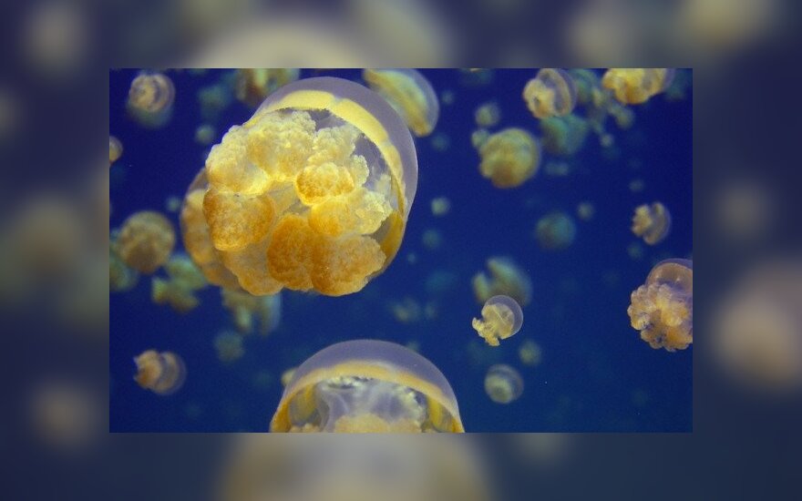 Stingless jelly fish abound in Jellyfish Lake on one of the Rock Islands of Palau in Micronesia.