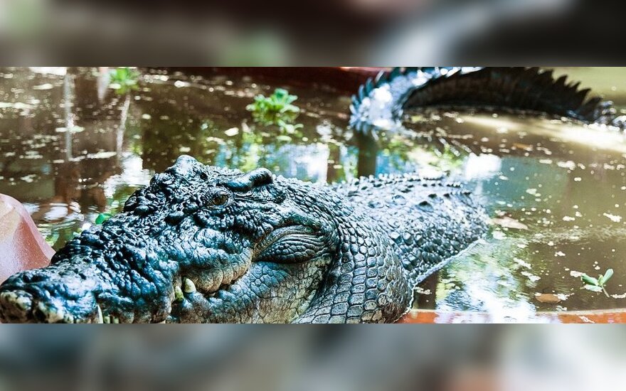 Новозеландец две недели спасался от крокодила
