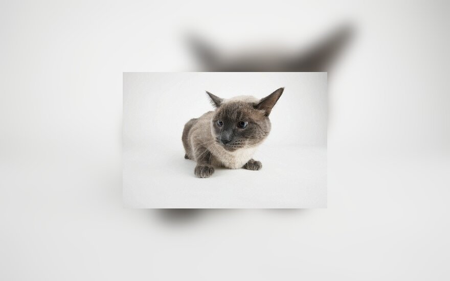 Кот-клептоман станет почетным гостем парада домашних животных