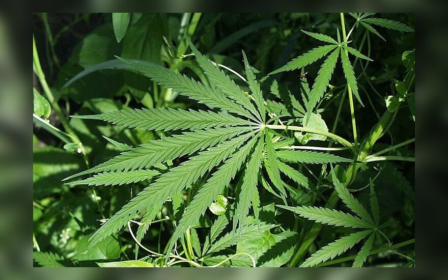 Легализовать марихуану калифорнии фобия марихуаны