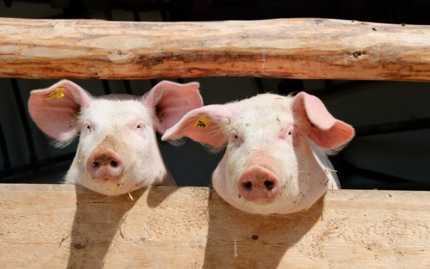 Kiaulių maras aptiktas jau ir Ukrainoje