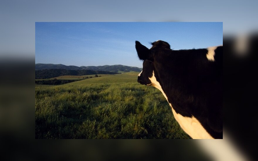 В Германии корова возит хозяйку и берет барьер