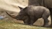 San Diego zoologijos sode pristatyta baltojo raganosio jauniklė