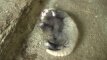 Japonijos zoologijos sode pasaulį išvydo raudonosios pandos mažylis
