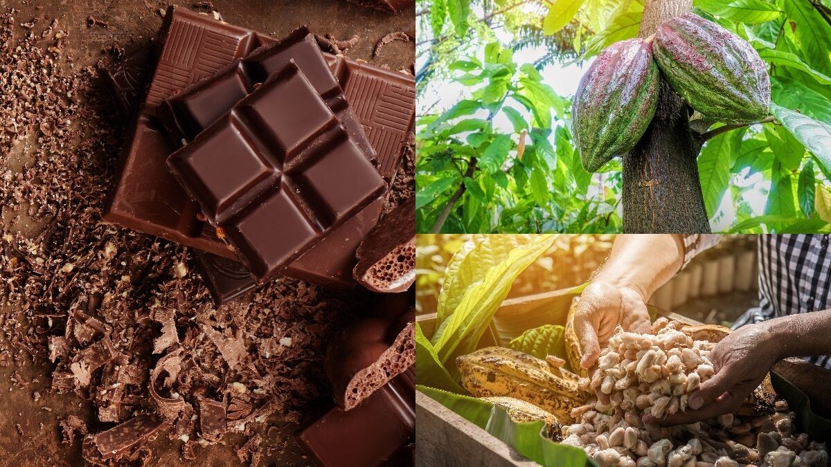 Šokolado mėgėjams gali tekti atsisveikinti su šiuo dievų maistu: kainuos kaip ikrai arba išvis nebeliks