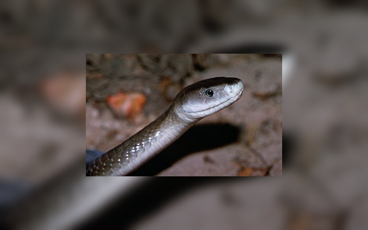 Vieno Juodosios Mambos įkandimo Nuodų Pakaktų Nuzudyti 40 Zmonių Grynas Lt