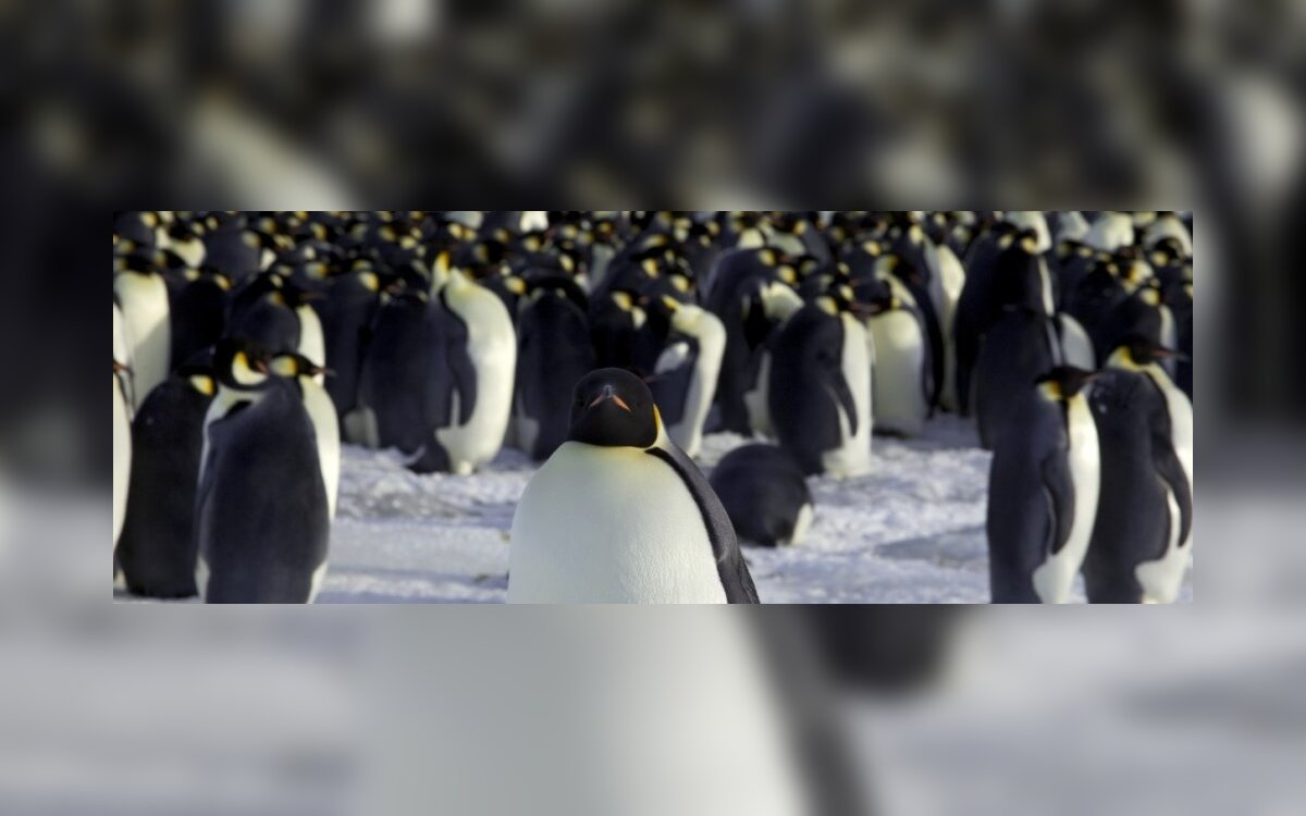 pingvinų prekybos galimybės