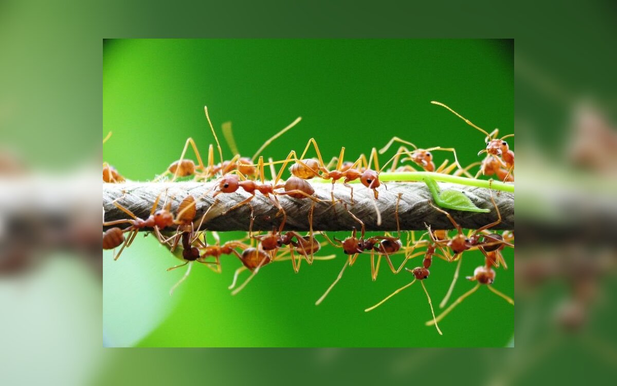 5 Faktai Kurių Nezinojote Apie Skruzdėles Grynas Lt