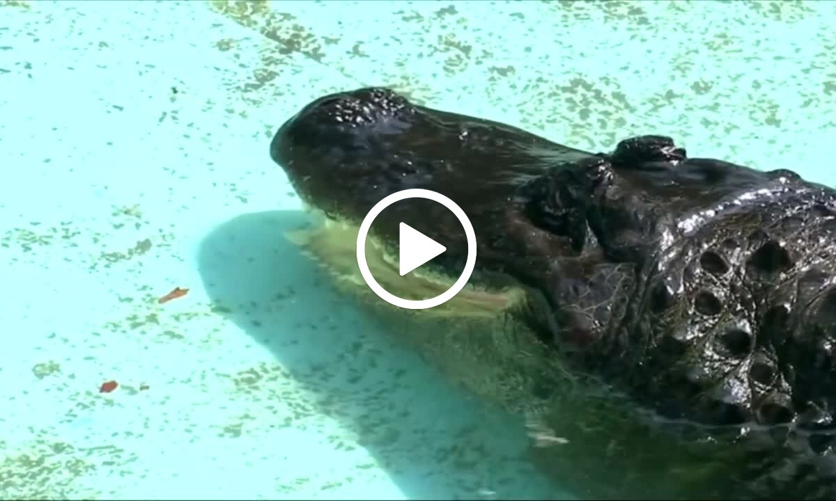 Seniausias Pasaulyje Nelaisvėje Esantis Krokodilas Gyvena Belgrado Zoologijos Sode Delfi Tv