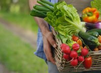 Mažas sklypas – kaip jame užsiauginti daržoves, kiek skirti vietos