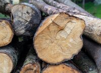 Urėdija paskelbė apie rekordinį pelną ir kiek dėl brangstančios medienos uždirbs šiemet