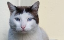 Mėlynakis Liūdesiukas laukia mylinčio žmogaus