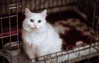 Minkštai kaip debesėlis katytei Maisai ieško šeimininkų