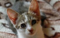 Katytė Moli: sužalota ligos, išduota šeimininko, bet vis tiek linksma ir laukianti