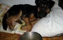Draugiškojo Bakso nelaimė