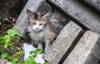 Švitrigailos gatvės rūsiuose miršta kačiukai: išlikusiai Vytei ieškoma pagalbos