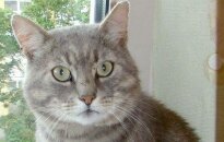 Nuostabus dūmo spalvos kailiuko savininkas katinėlis Pilkutis ieško mylinčių šeimininkų
