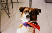 Skubu! Vilniuje rastas mažaūgis šunelis ieško naujų namų