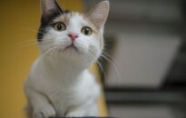Nuostabi katytė Šeltė nori būti pastebėta: ieško šeimininkų!