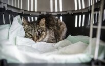 Neįtikėtinas žiaurumo išpuolis Viršuliškėse: vyras sviedė beglobę katę į sieną!