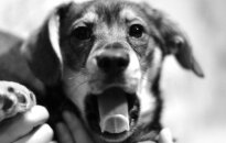 Mažyliui Dogiui skubiai ieškoma laikina globa arba namai!