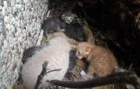 Prieglaudos istorijoje to dar nėra buvę: beveik 20 naujokų per vieną dieną!