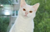 Baltasis Mau ir mažoji Čili ieško namų