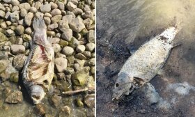 Kreiptasi į institucijas dėl Kauno mariose kasmet masiškai gaištančių žuvų