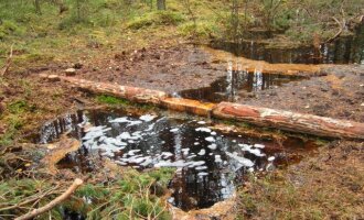 Pelkės – ne dykvietės, o svarbios buveinės
