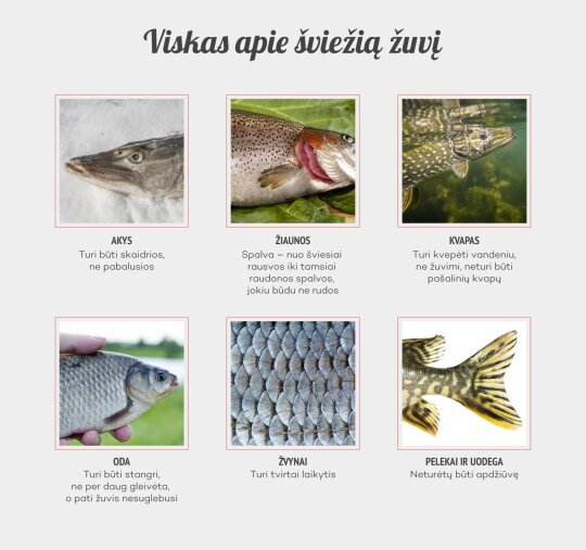 Kaip atskirti šviežią žuvį