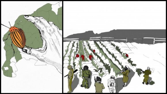 Partizanai visada laimi. Kolorado vabalai (II)