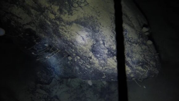 Mysterious life forms have been discovered that intervene in the dark under the Antarctic ice