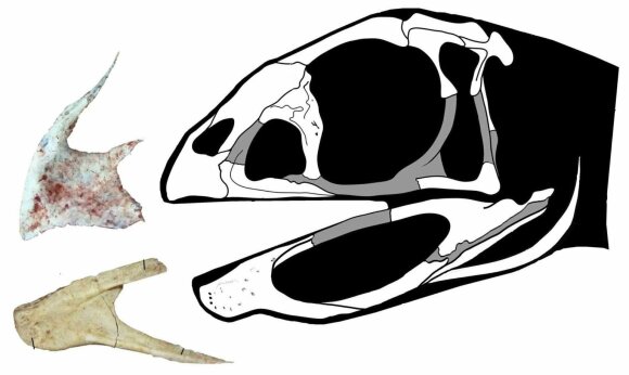 Nauja rūšis — pavadinta Berthasaura leopoldinae — turi snapą primenančią burną be dantų. Museu Nacional Brasil/Alves de Souza et al, Nature/Maurilio Oliveira iliustr.