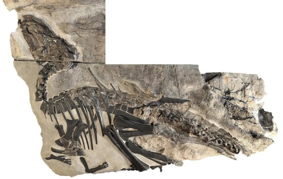 Šie skeletai – Tethyshadros insularis rūšies dinozaurų, jie – didžiausi ir puikiausiai išsilaikę skeletai.  P. Ferrieri (courtesy of Soprintendenza Archeologia, belle arti e paesaggio del Friuli-Venezia Giulia)