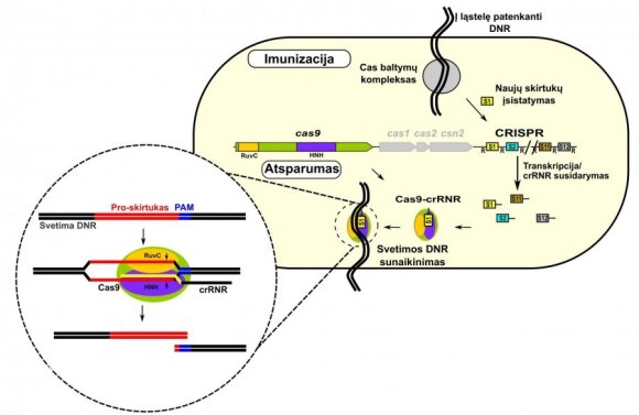 2 pav. CRISPR sistemų veikloje galima išskirti dvi stadijas: imunizacijos ir atsparumo. Imunizacijos stadijoje bakterija į savo genomo CRISPR skirtukų(S)–kartotinių(R) sritį įstato trumpą svetimos DNR sekos fragmentą S1 (naujas skirtukas) ir taip įsimena