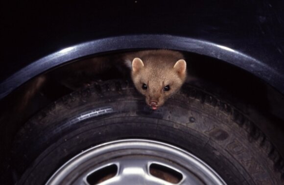 Rodents attack cars