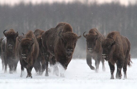 Lithuanian bison living in the wild