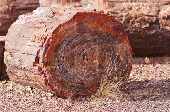 Stony trees in Arizona.