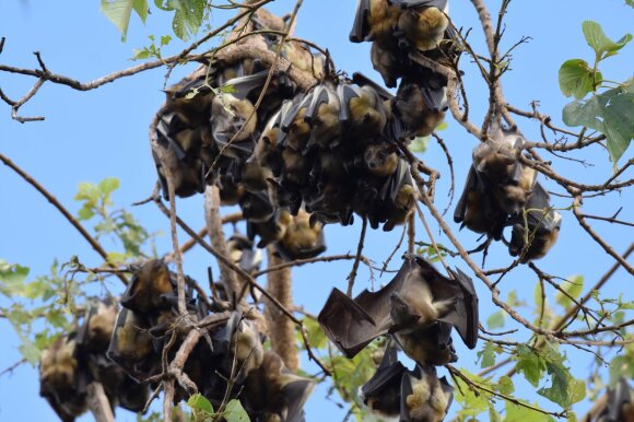  Keturiuose mėginiuose, paimtuose iš trijų skirtingų rūšių šikšnosparnių, aptikta Zika viruso RNR. 