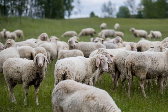 He changed his life in the capital to his own farm in the village: he raises 300 sheep and says he has no mercy in such an adventure.