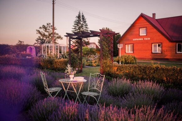 The enchanting lavender fields are once again waiting for visitors to be greeted with two pieces of news.