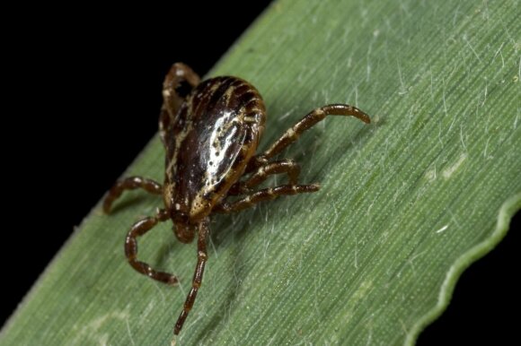 Everything you need to know about ticks: to prevent disease, the most important rule is to follow