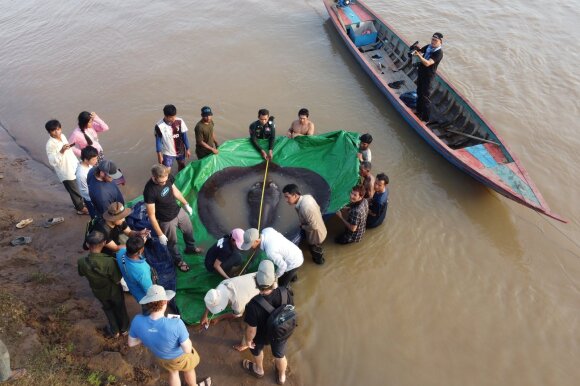 Didžiausia pasaulyje gėlavandenė būtybė sugauta Mekongo upėje. Tai 300 kg sverianti raja.