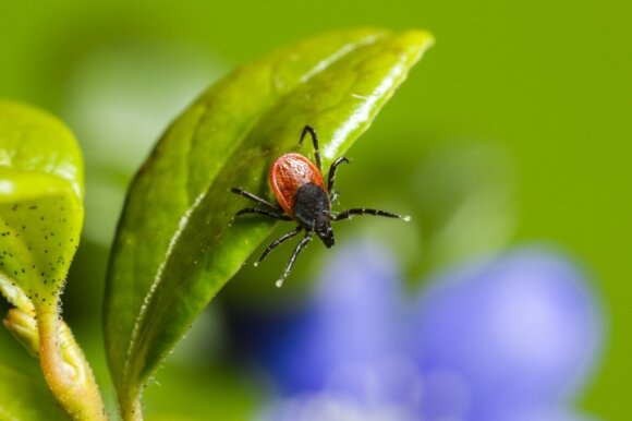 Doctors warn that you can get tick-borne encephalitis and Lyme disease at the same time